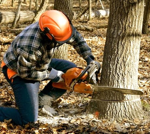 Tree Removal in Crozier, VA
